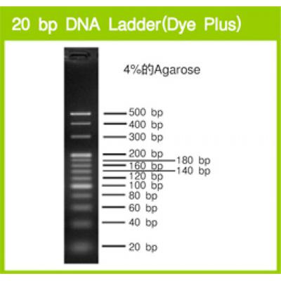 20bp DNA marker